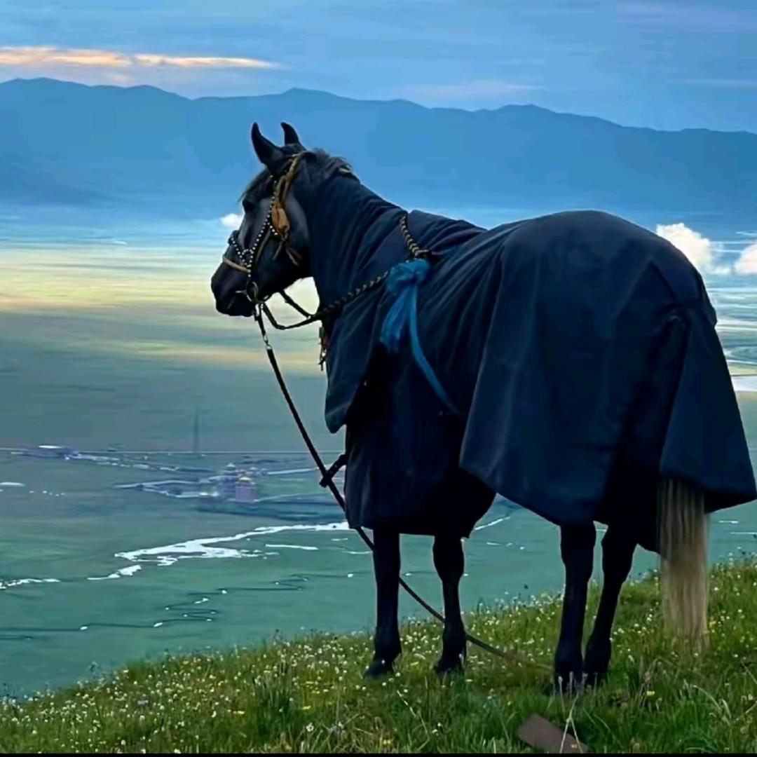 玛曲乡，，明哥