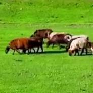 道恩早市牛羊肉批发