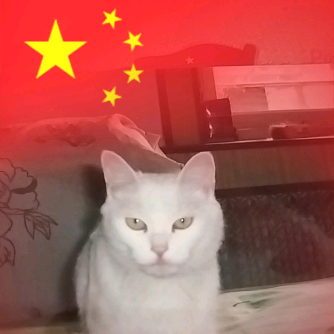 快乐的小猫咪