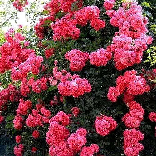 🌺宁静致远🌺