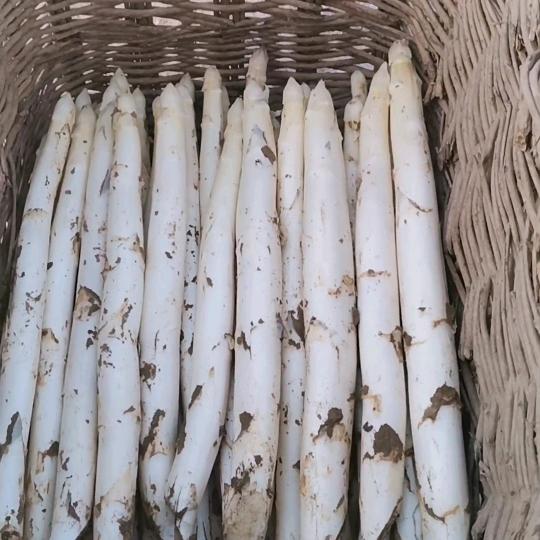 山东老韩，农业种植