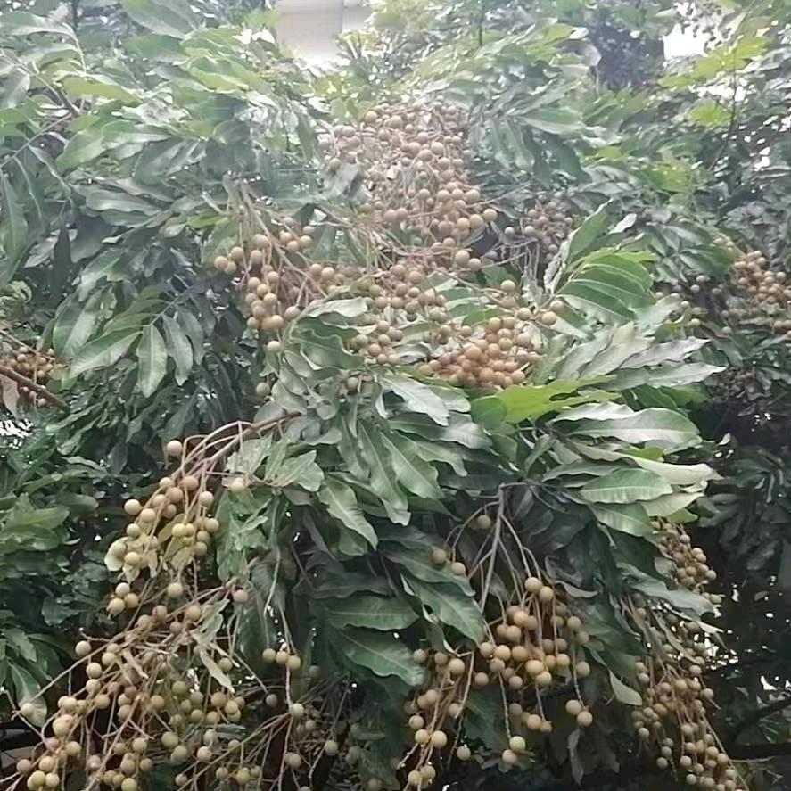 ღ᭄猜不透🕊꧔ꦿ᭄💞