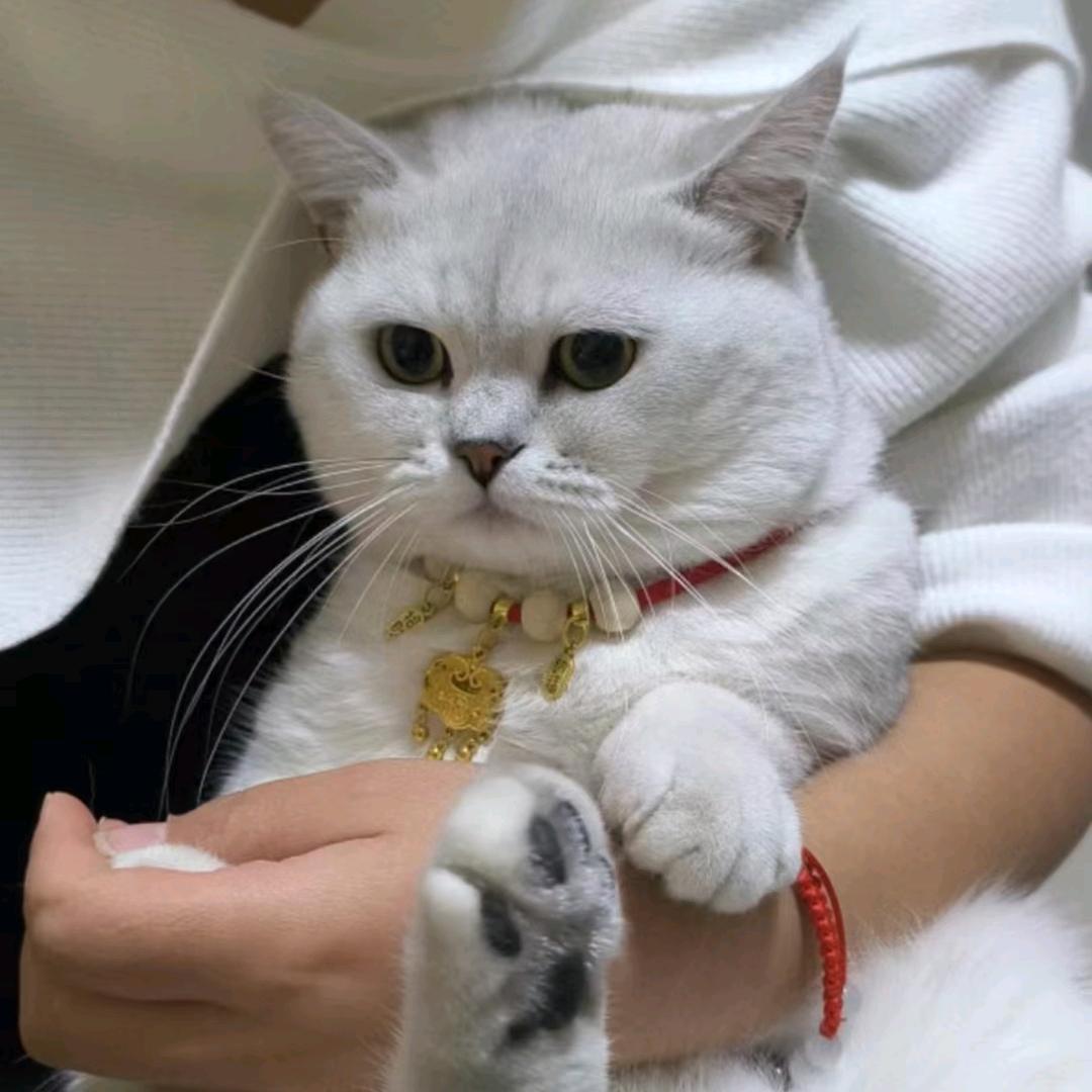 吃土豆长大的马铃薯
