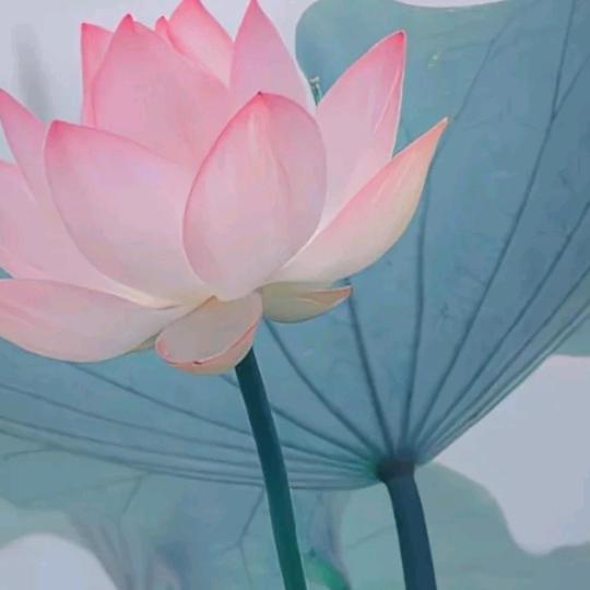 茶花女