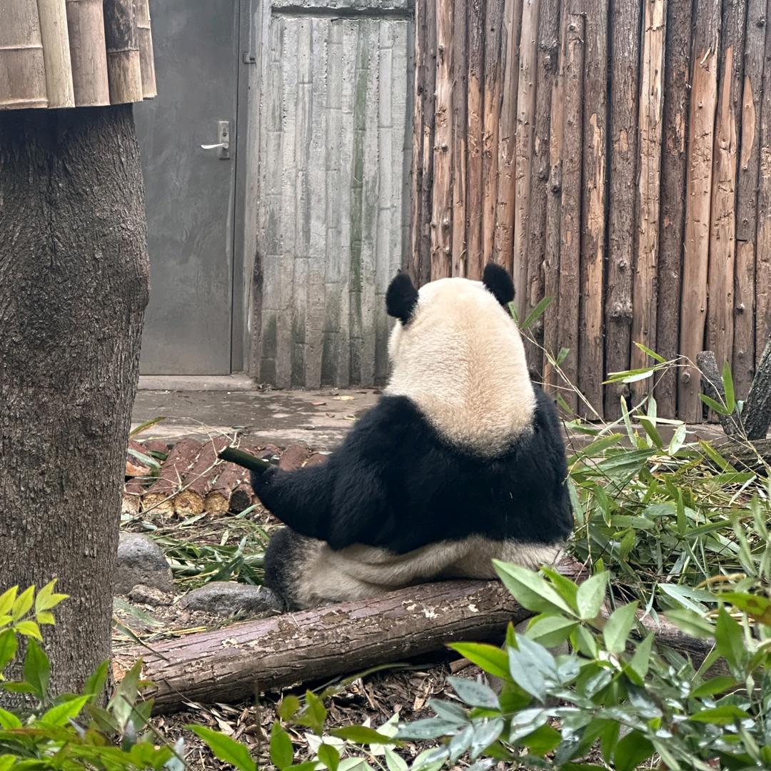 舒克打贝塔