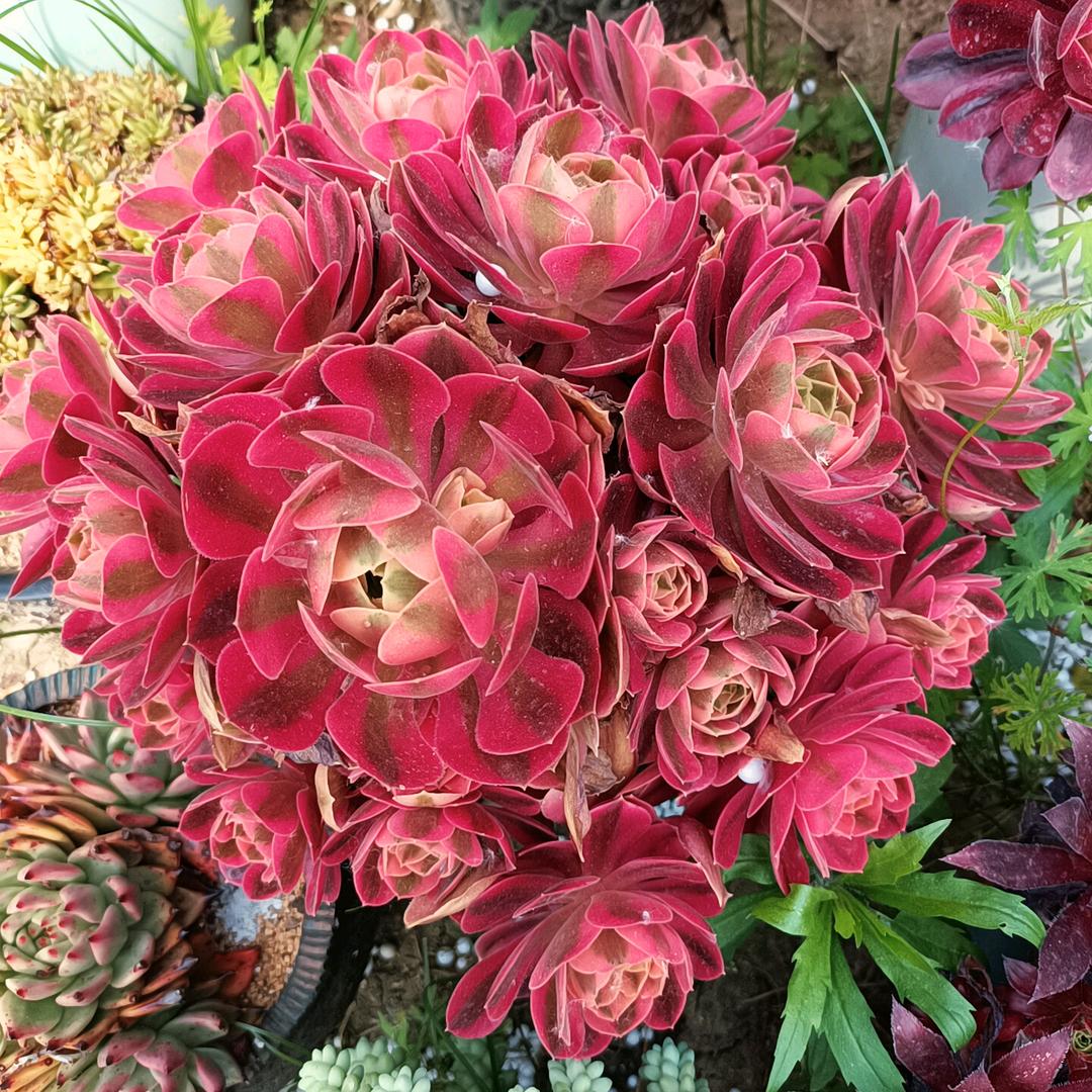 😋正在输入……