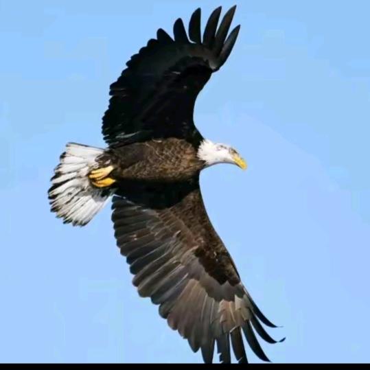 👿猎鹰👿🦅🚀