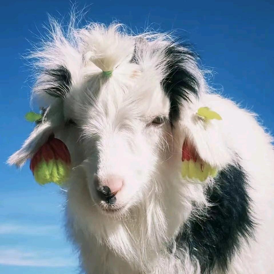 粤彭于晏