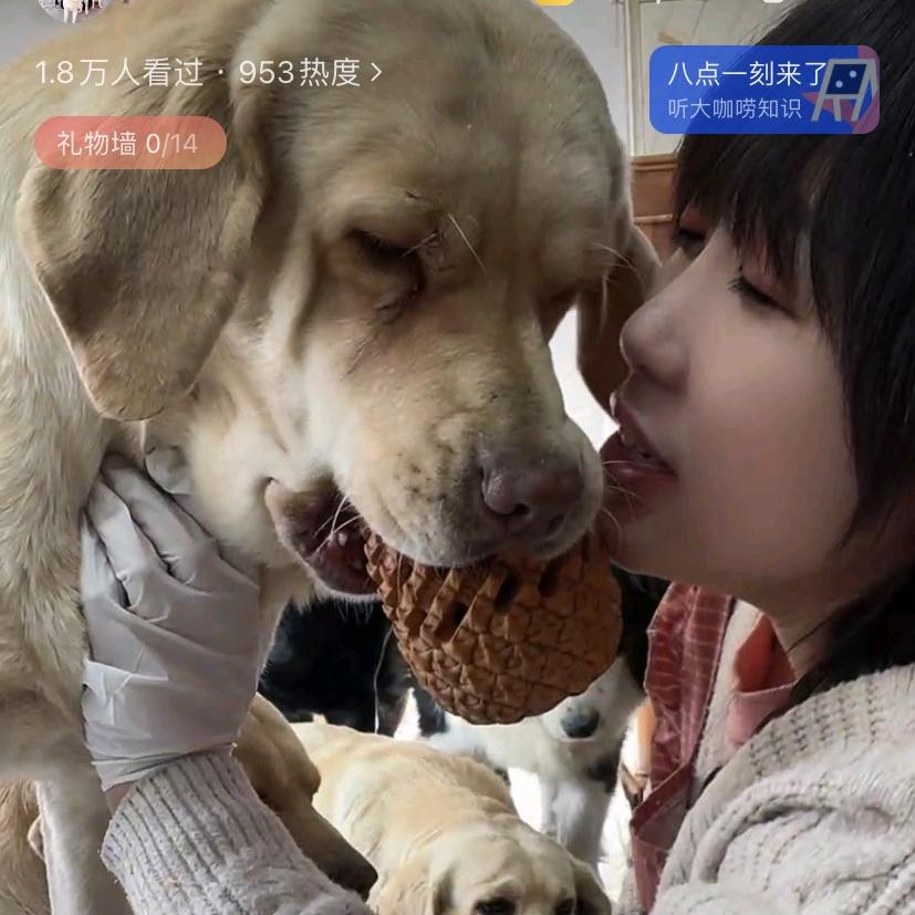 小九家宠物零食