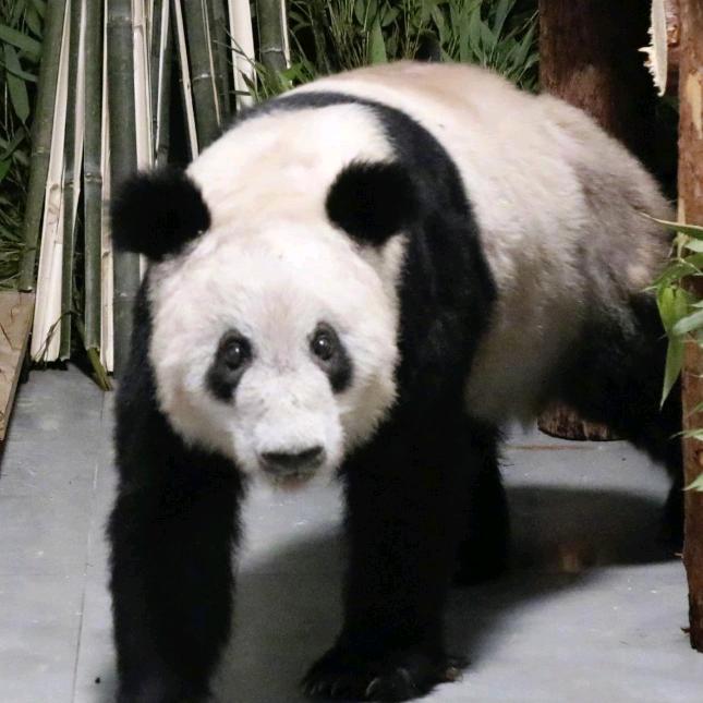 幸福天使
