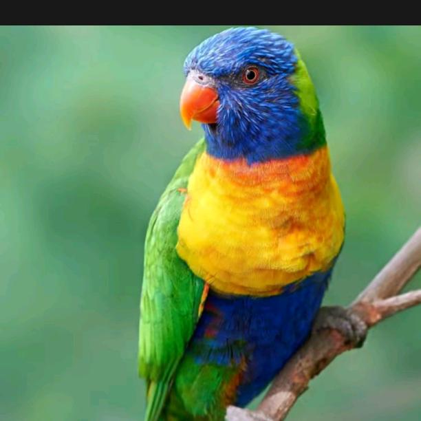 落叶知秋…🐰连