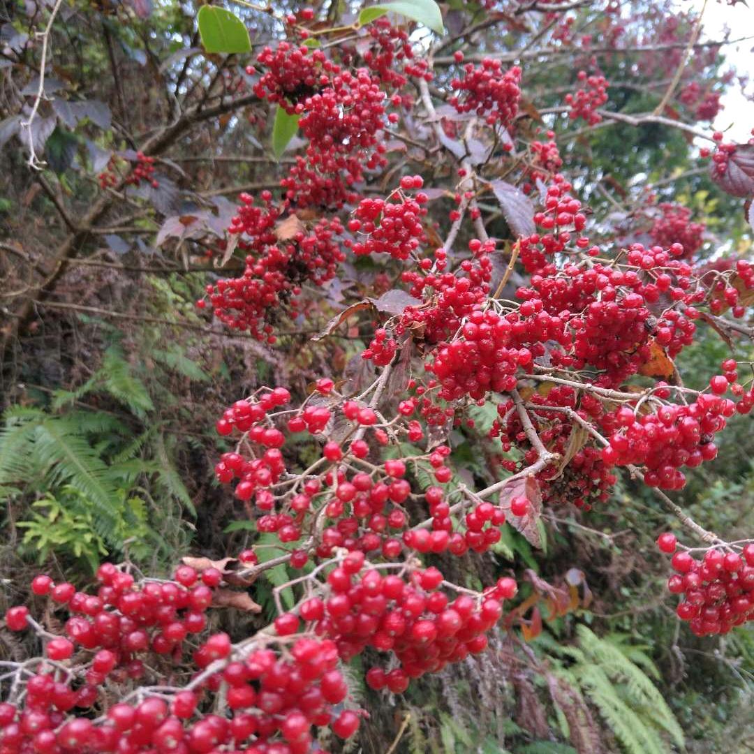 明明的日常生活'