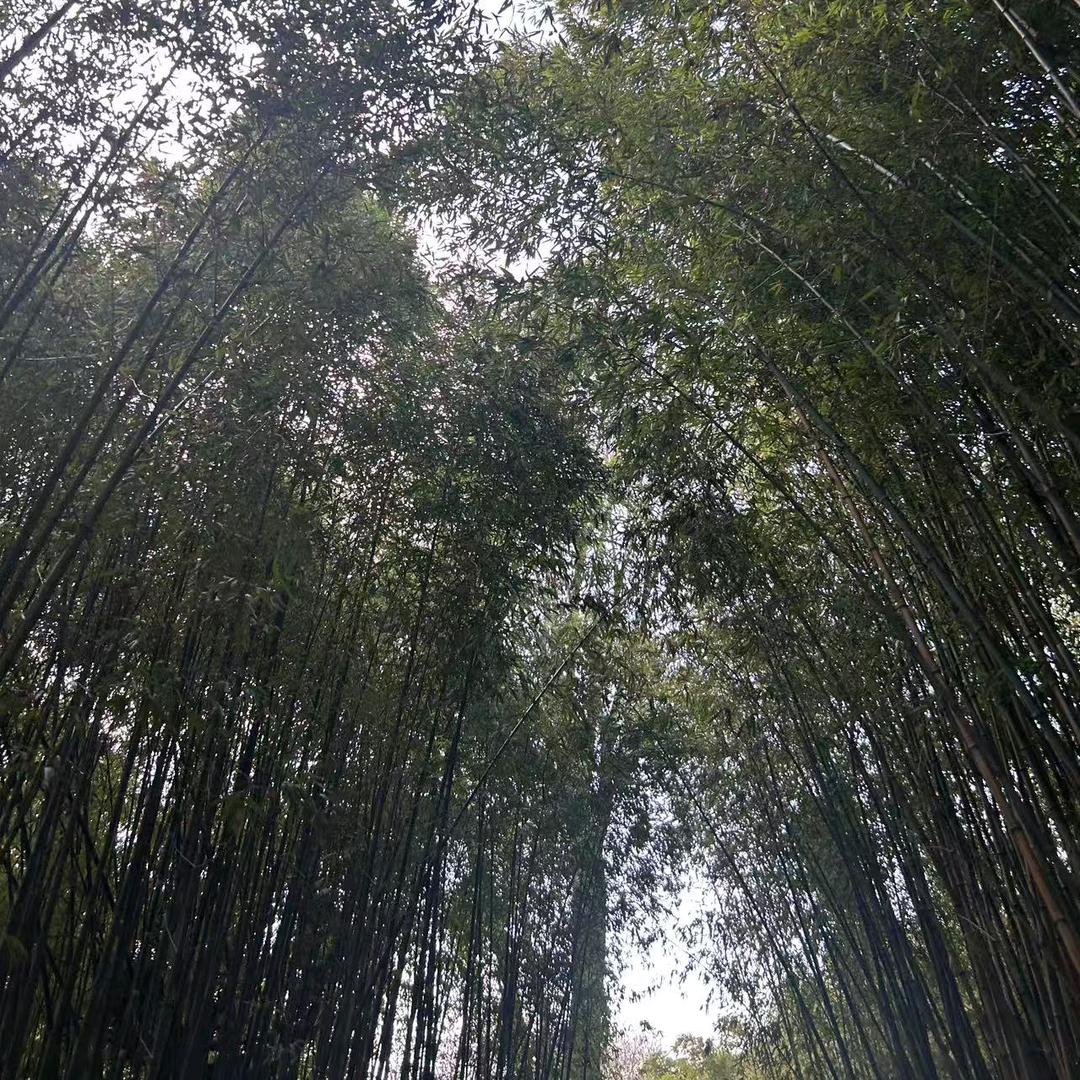 竹石