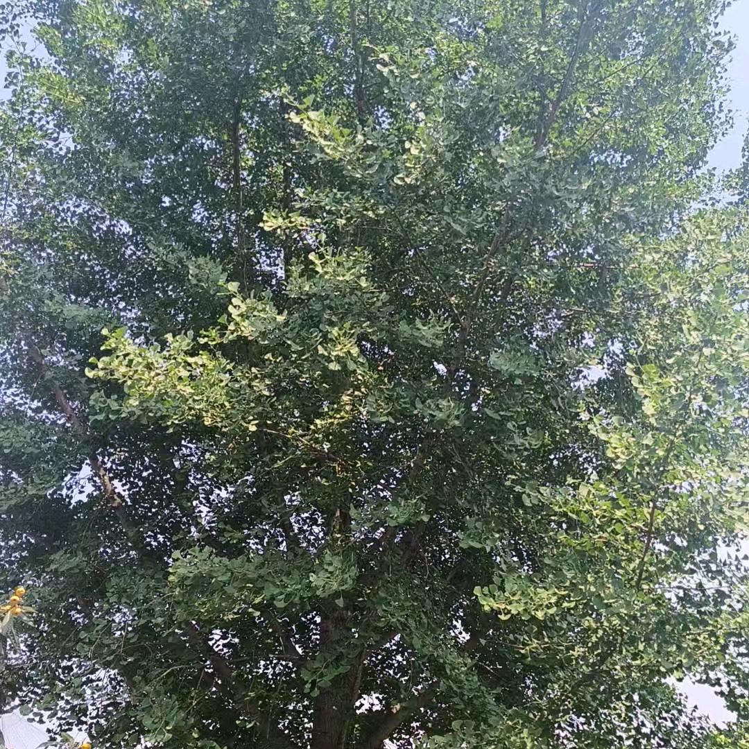 银杏，朴树