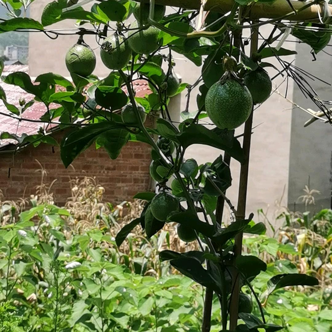 风火云柴火炉老王