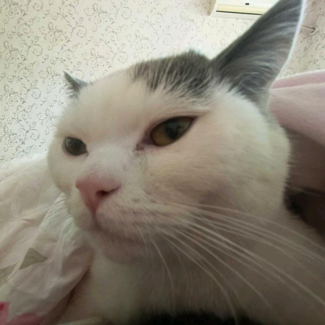 妍妍大王