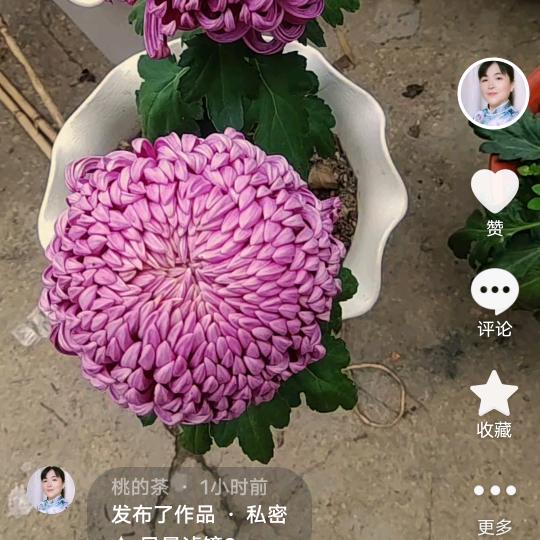 桃的茶