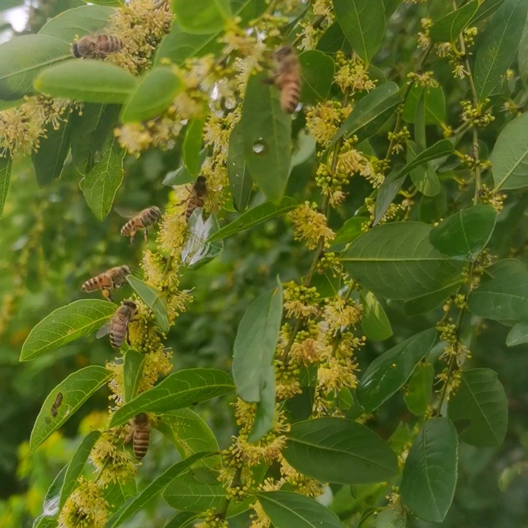 金海   蜜蜂