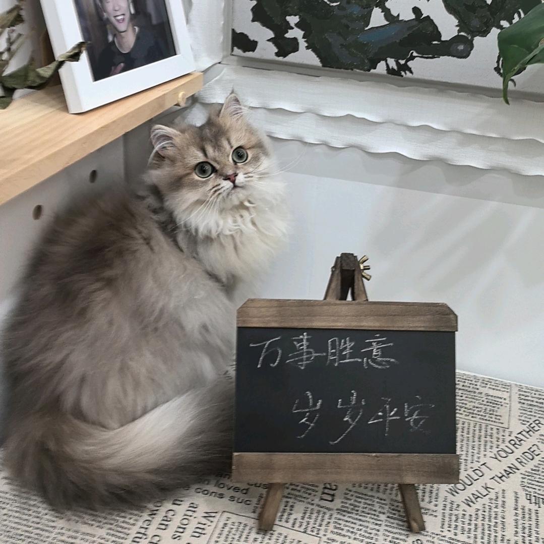 棉谷小猫