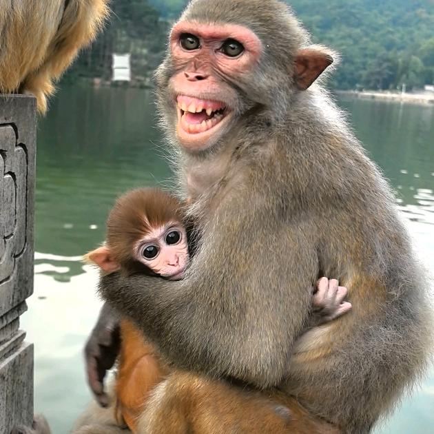 猴哈哈🐒