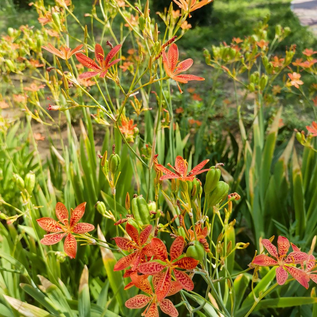 灿如烟花