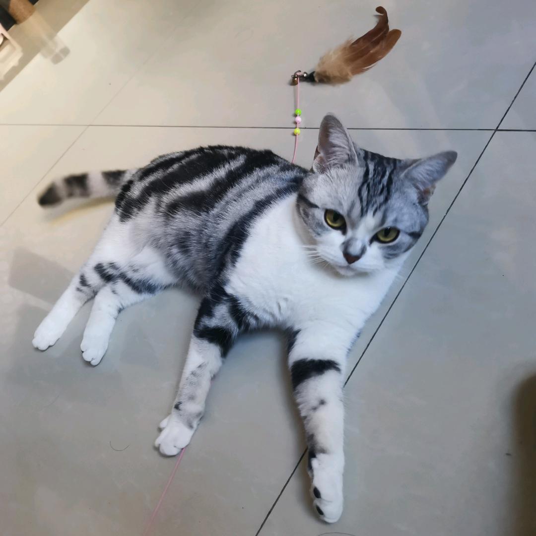 💖臭臭是只喵💖