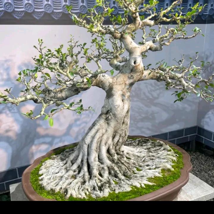 L      一路生花