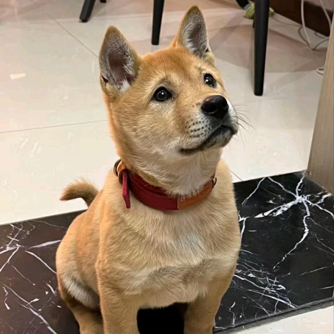 吃不饱