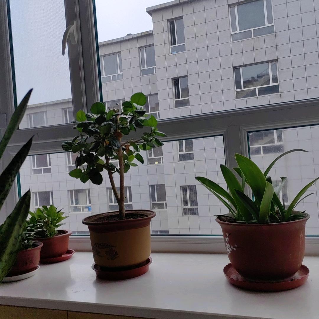 木哥