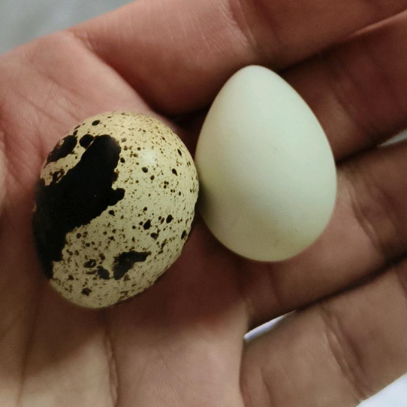 励志养很多鹌鹑的giao东