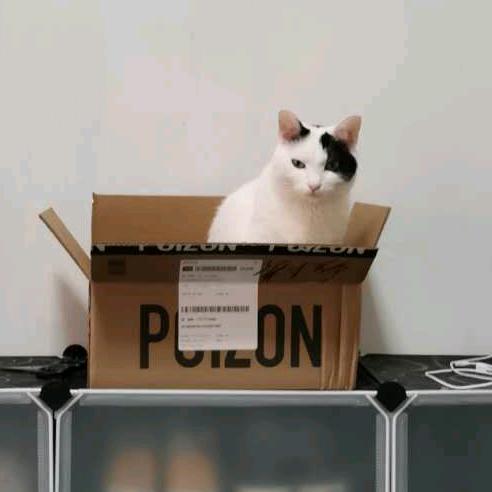 海盗大人。（起码子猫儿）