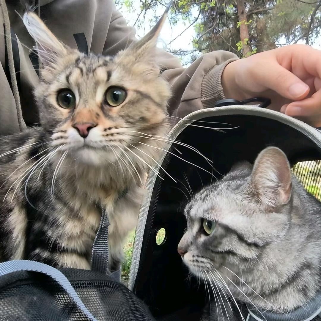 金逗银逗