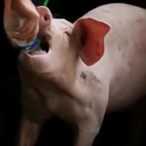 养猪平凡人福建