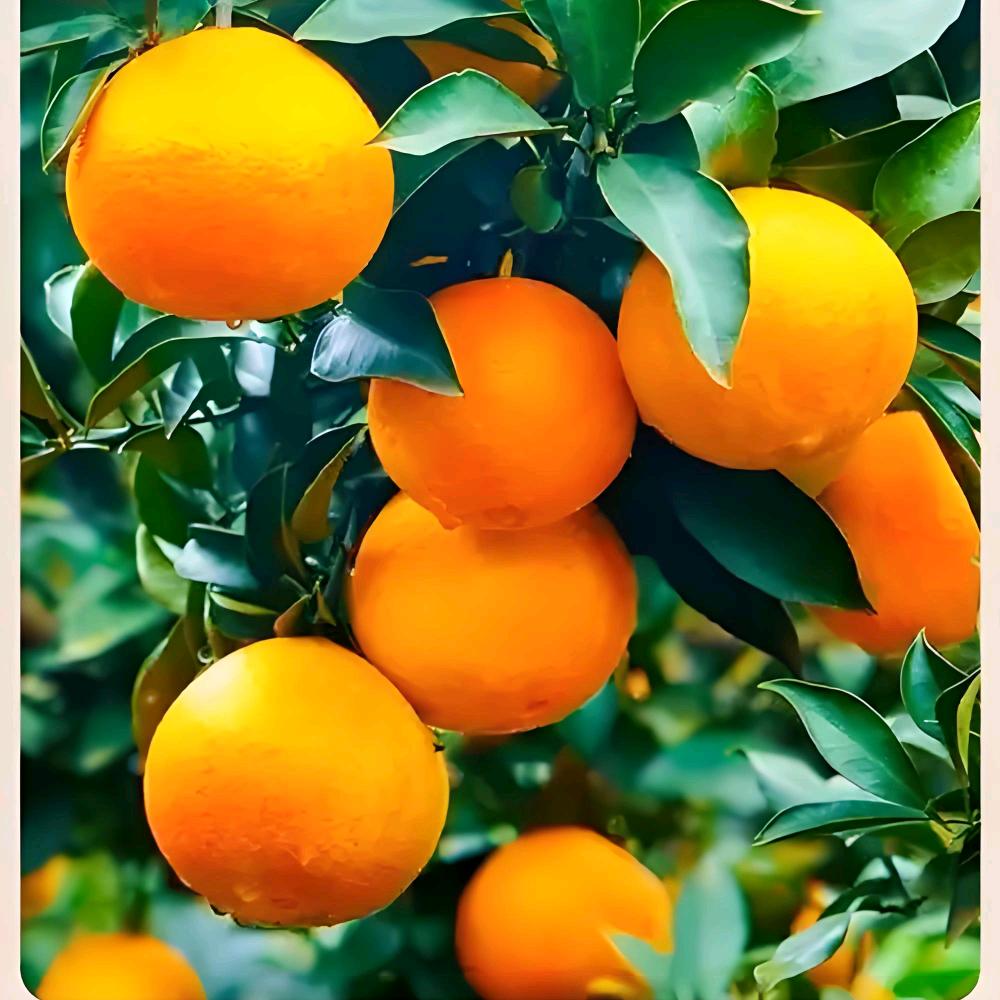 橙子🍊