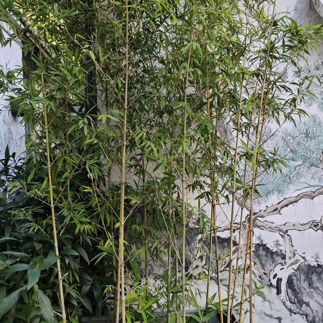 我是一个小苹果