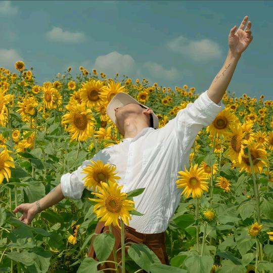 向日葵的星期天