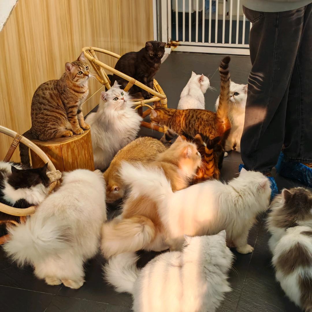 猫莱坞猫咖