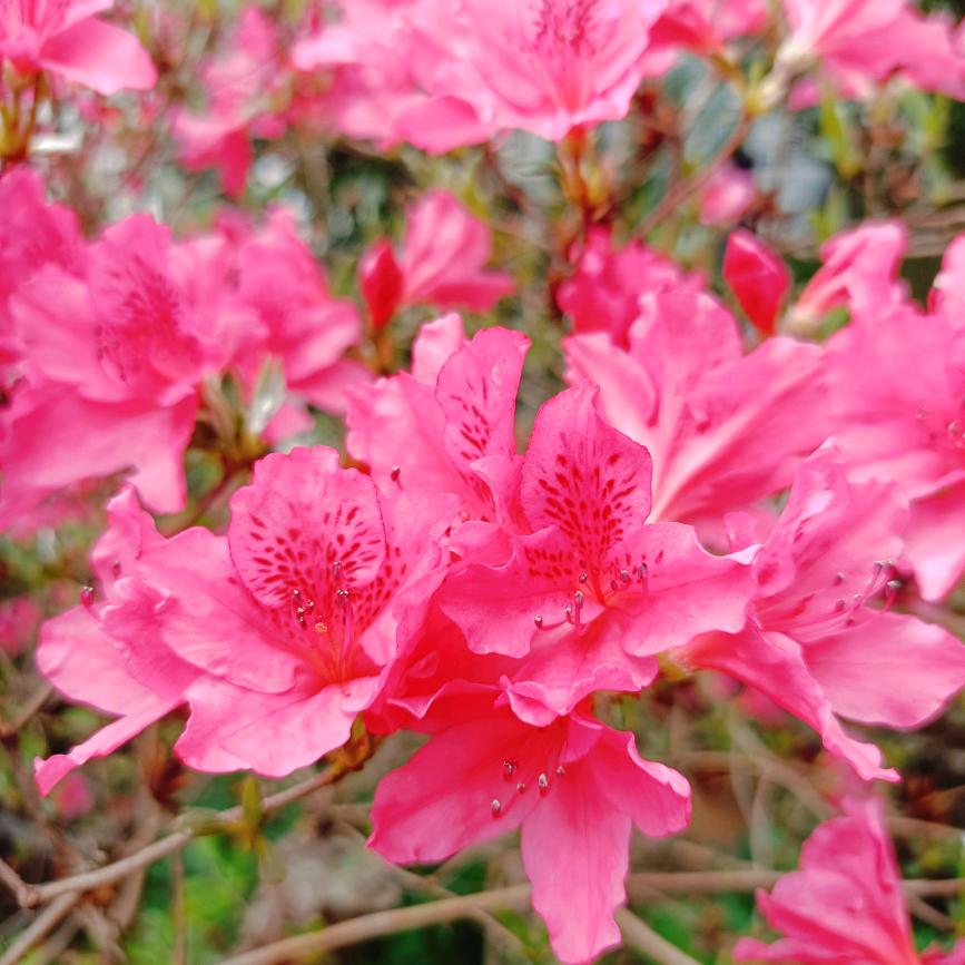 繁花似锦