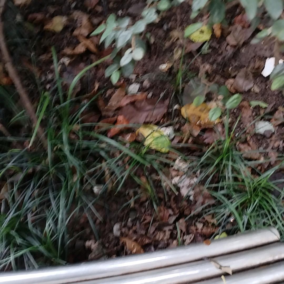 木楠树
