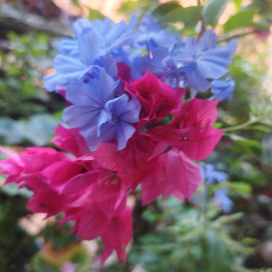 代百合