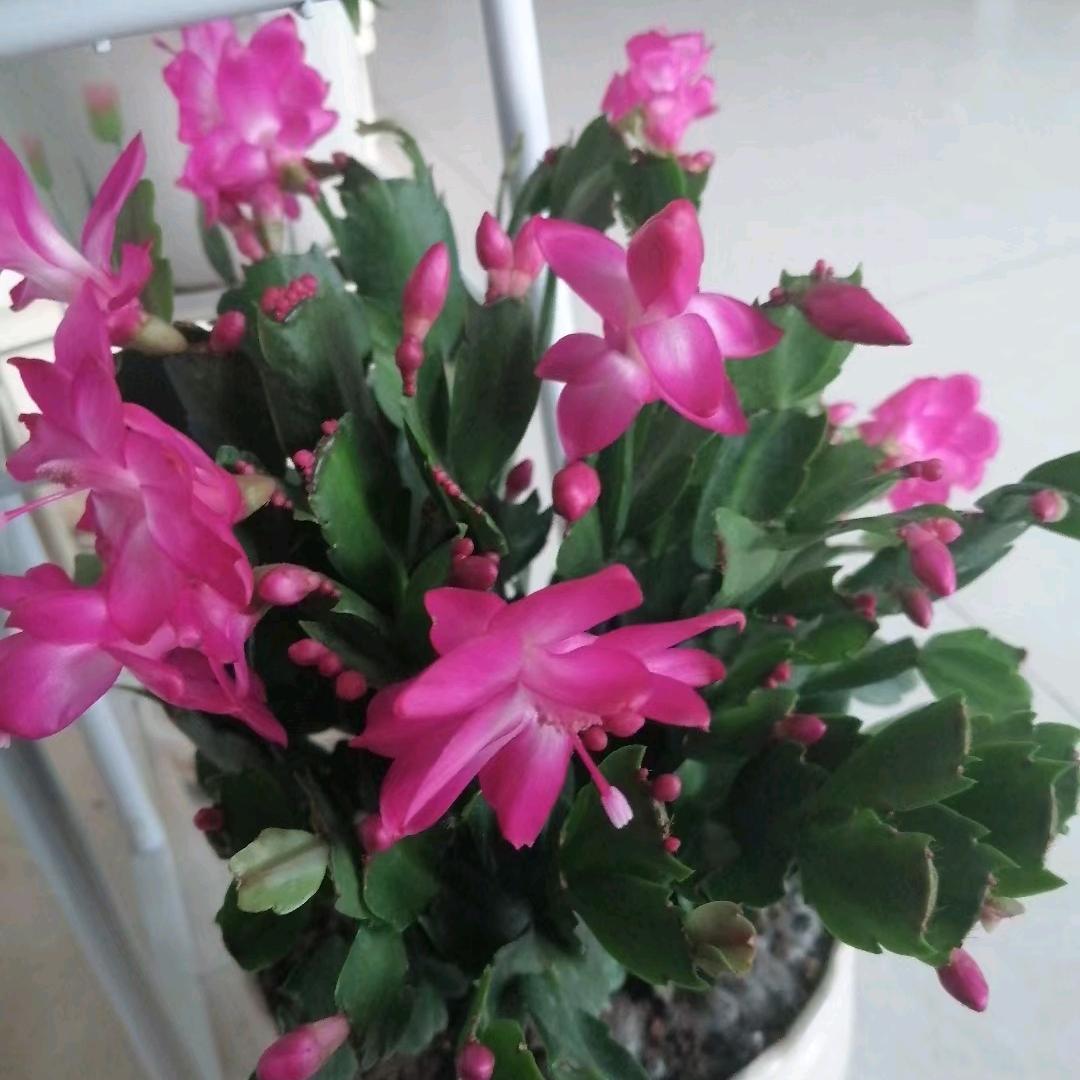 熊姐（拒绝私聊）