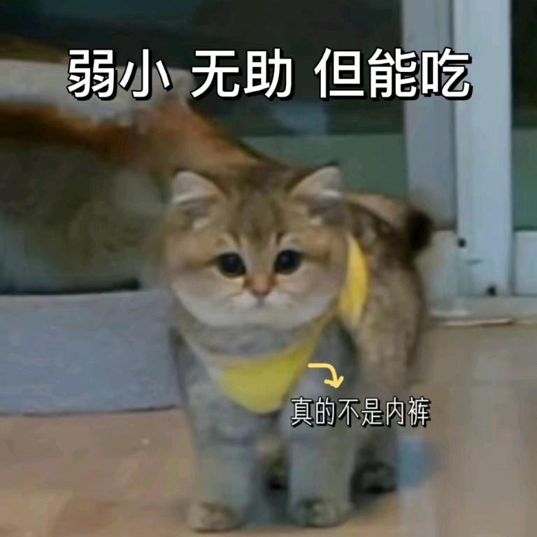 厉害的小Lady