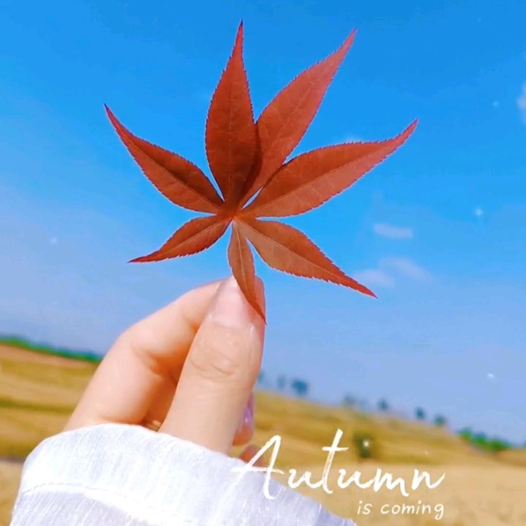 柳柳