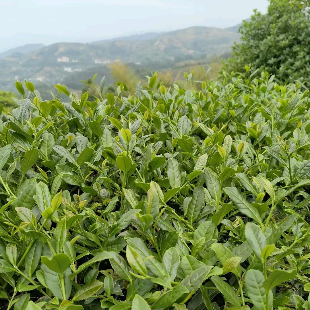 茶缘人生