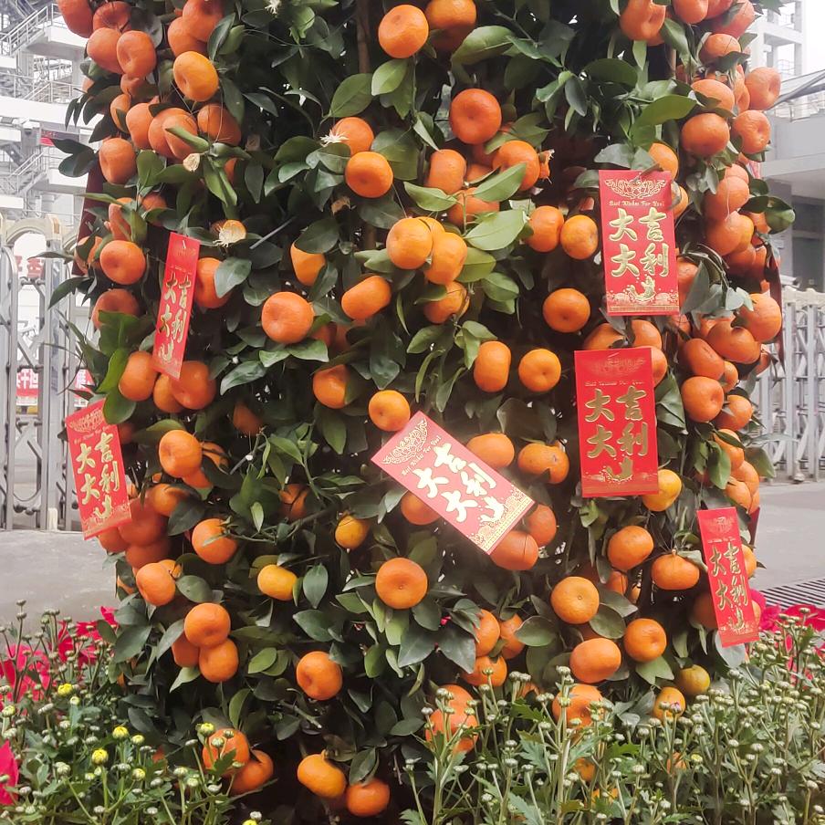 大吉大利好