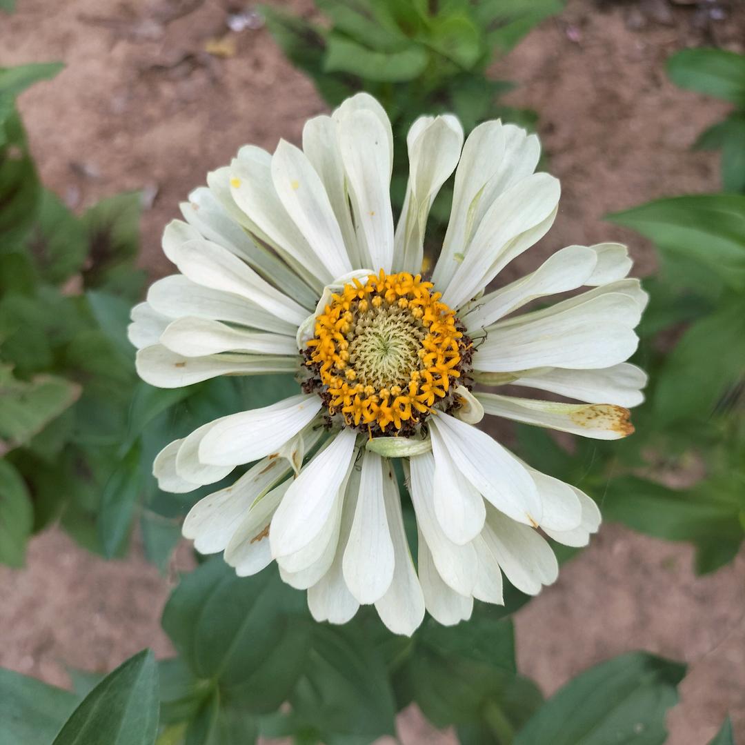 ……………………