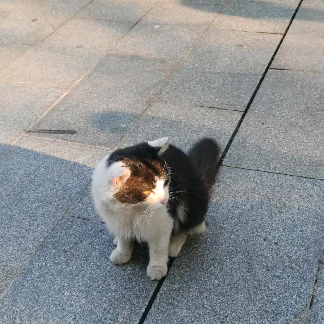 南极企鹅开supra