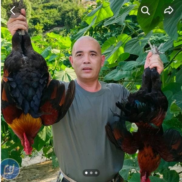 八亩田