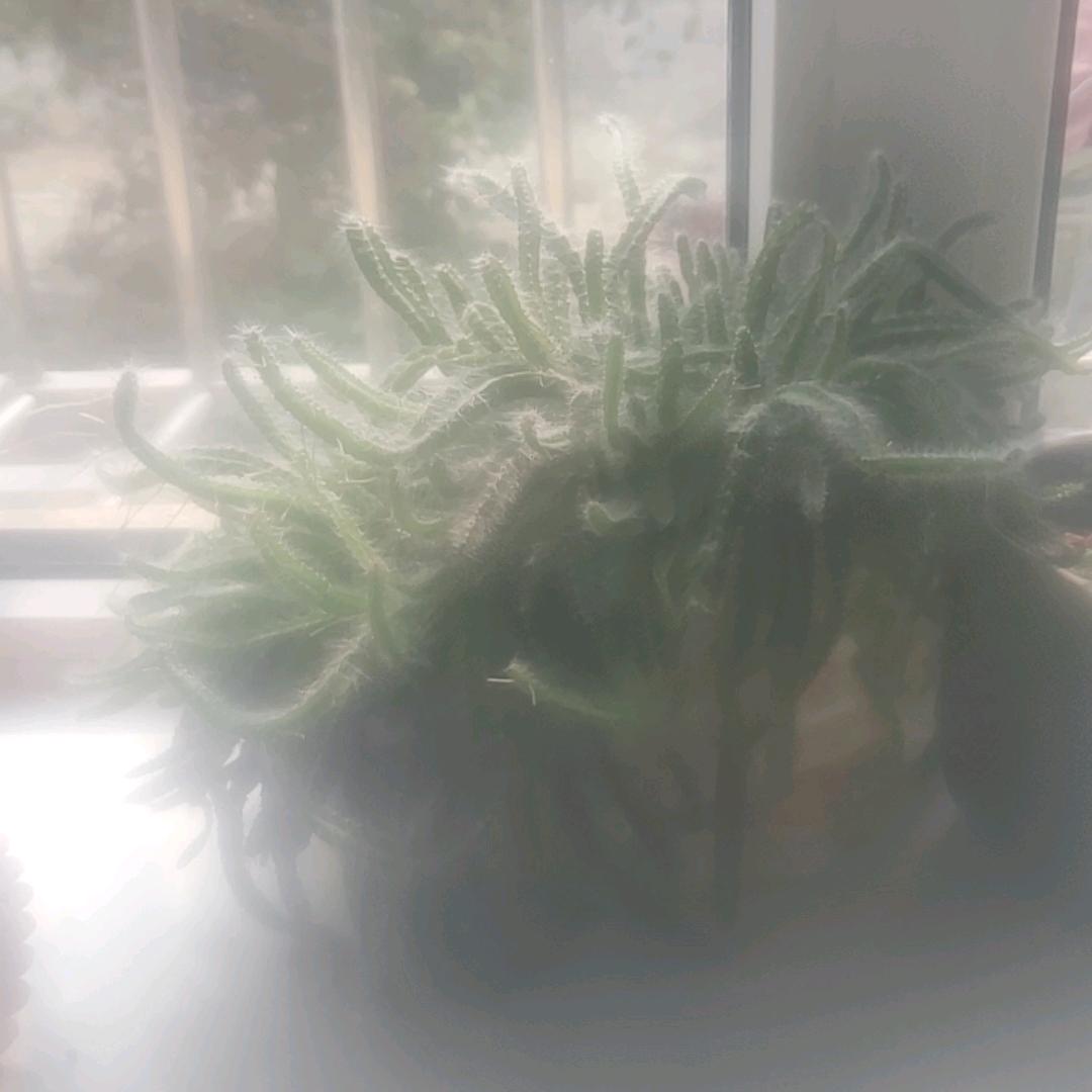 旺财四兔