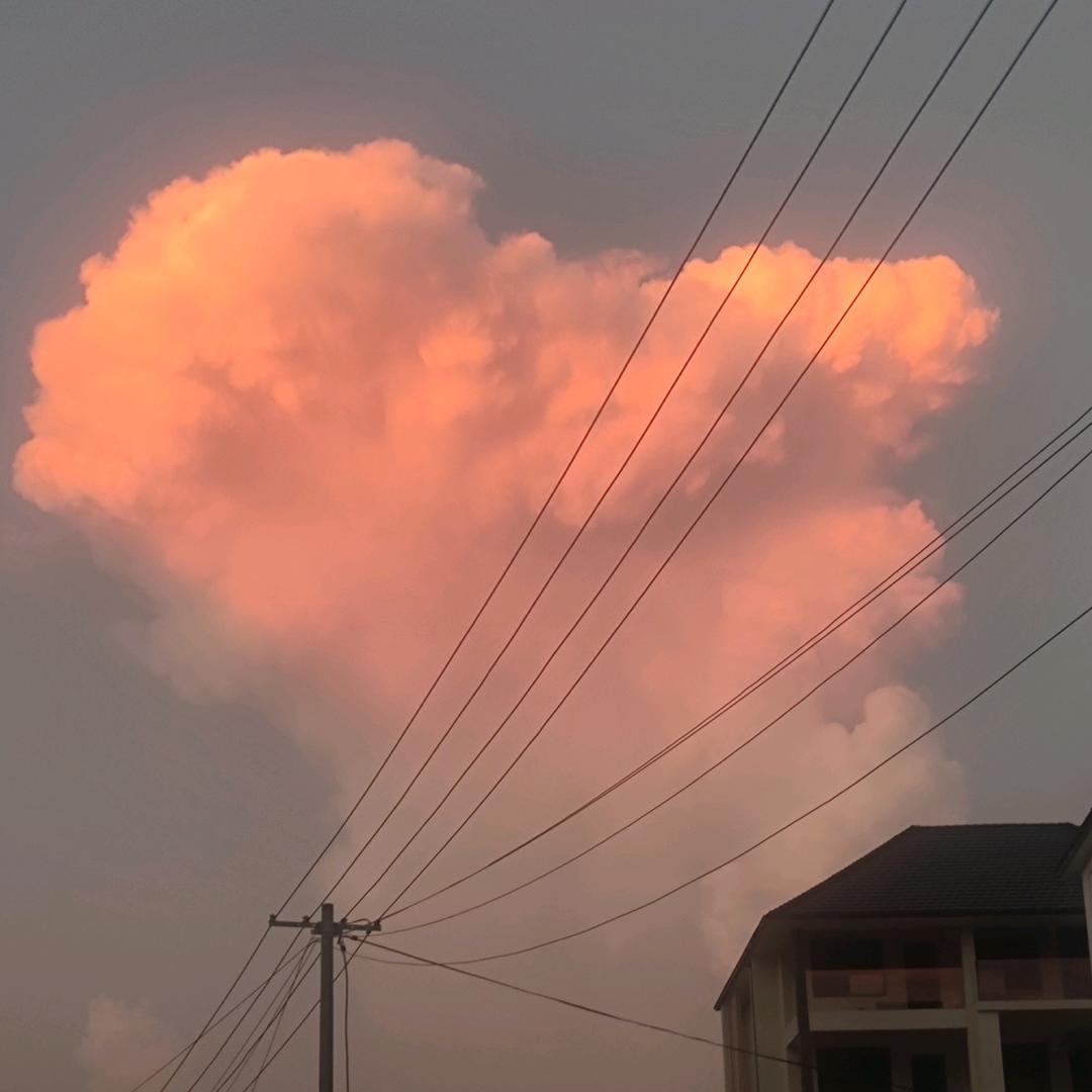鰾青